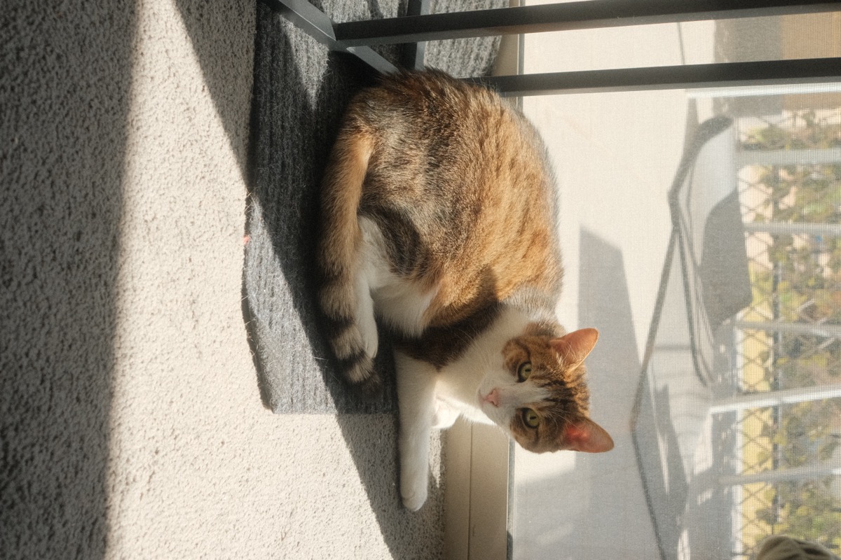 kiki, my cat